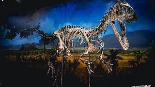 Dinosauria Museum Prague