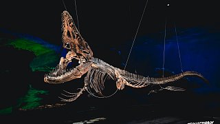 Dinosauria Museum Prague