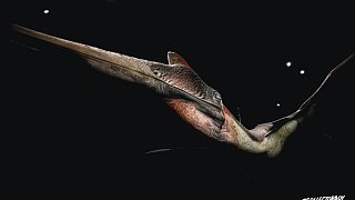 Dinosauria Museum Prague